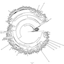 A phylogeny of one group of transposable elements in Amanita.