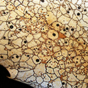 A population of Coccomyces dentatus growing on a leaf. Individuals are delineated by black lines, signalling antagonistic interactions.