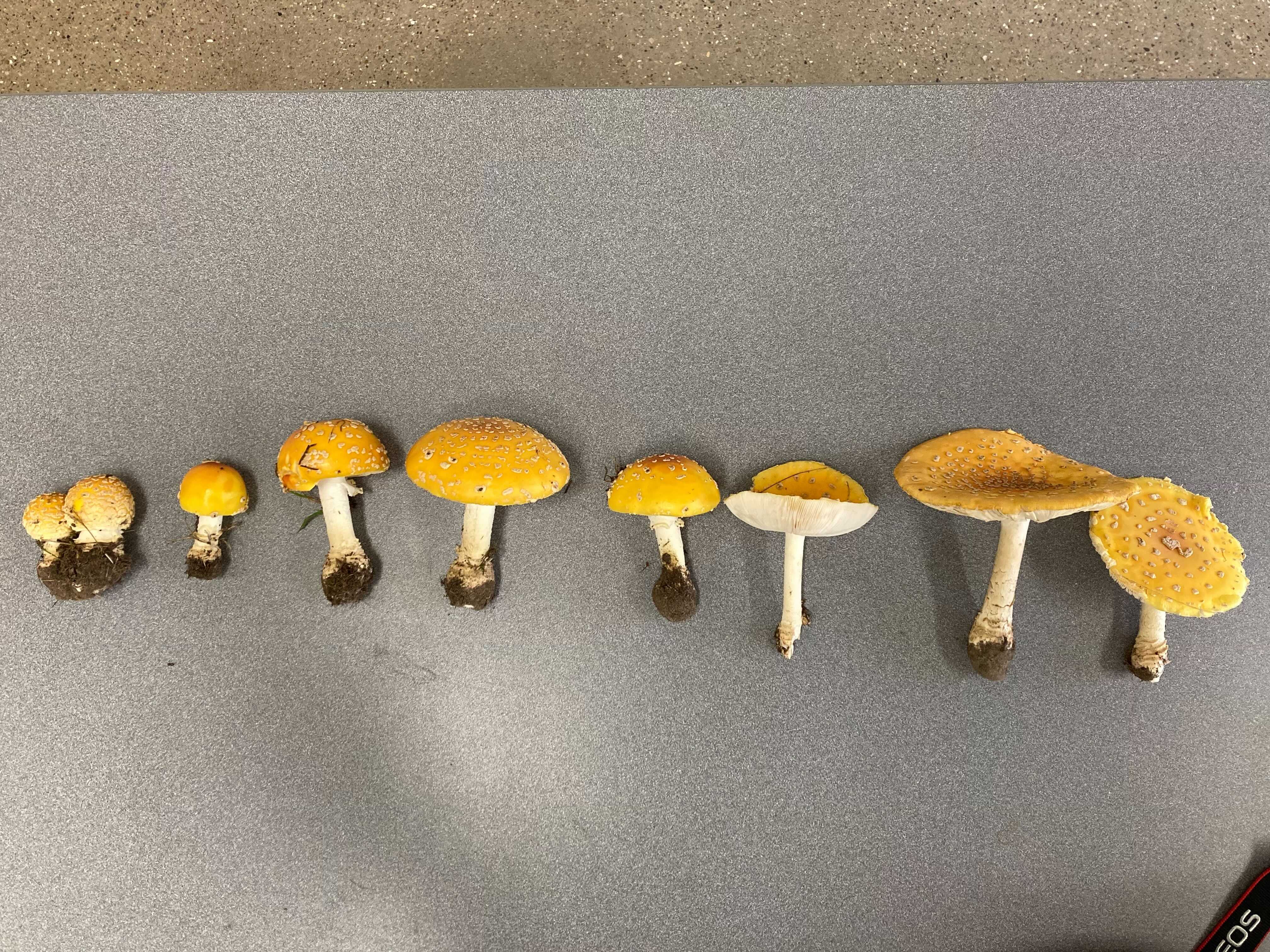 Mushroom