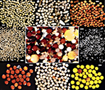 Spores of arbuscular mycorrhizal fungi from a North Carolina field.